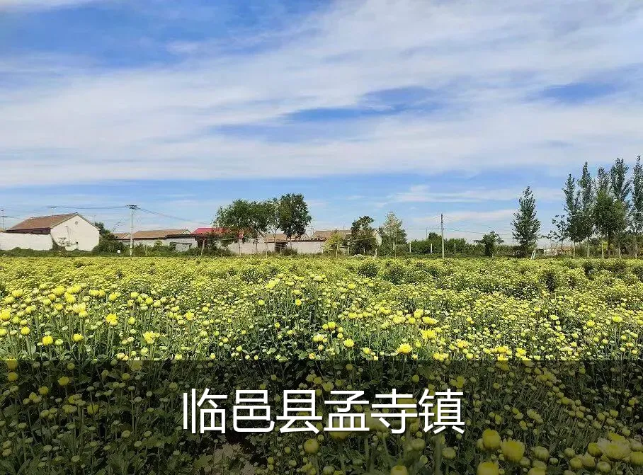 临邑县孟寺镇